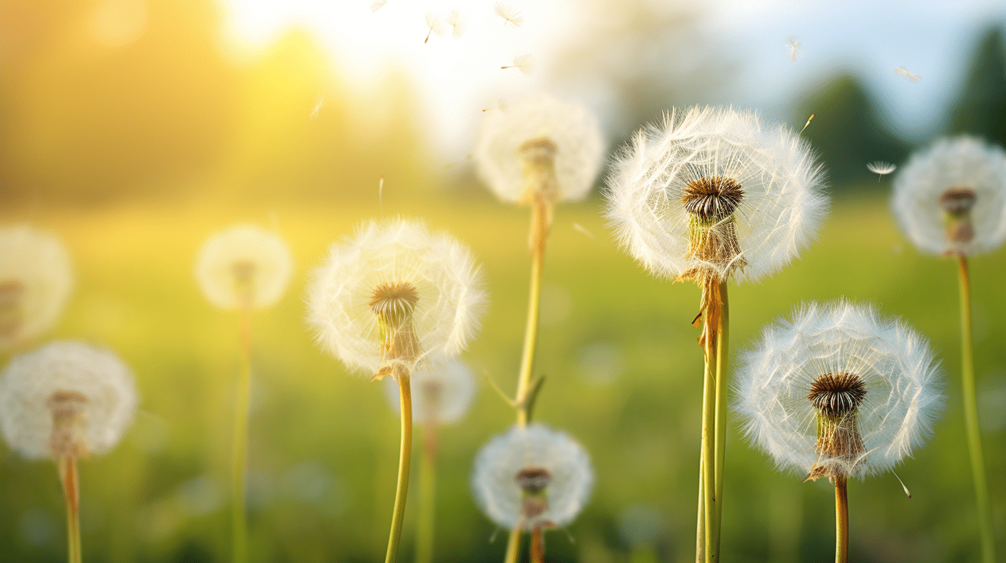 close-up of dandelion weeds in a field with pollen in the air.